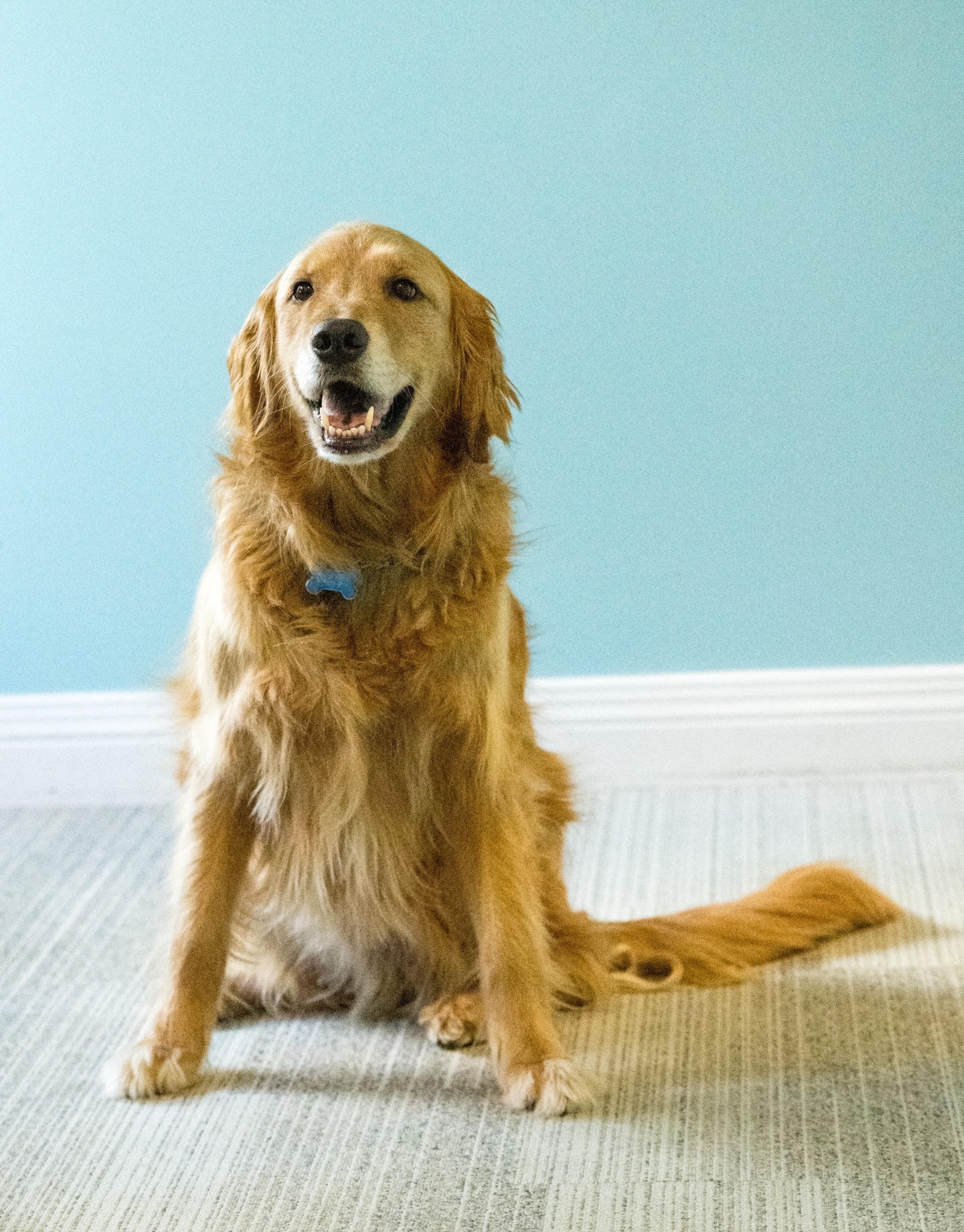 Marco, emotional support dog