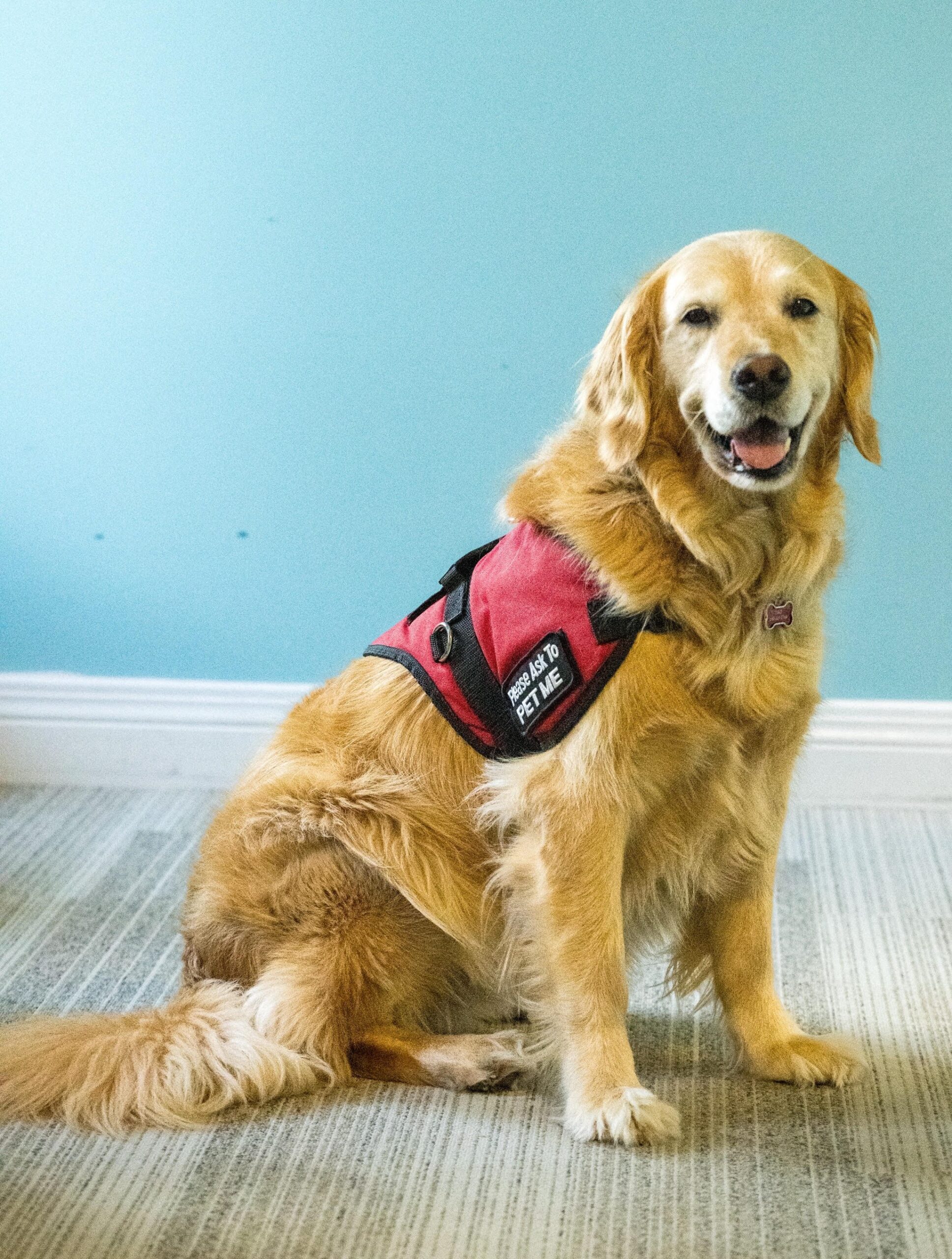 Molly, emotional support dog